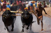 Kambala Bill forwarded to President by  Governor’s office